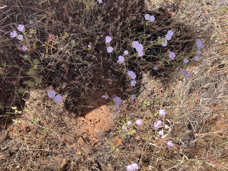 Valley Checkerbloom photo 3