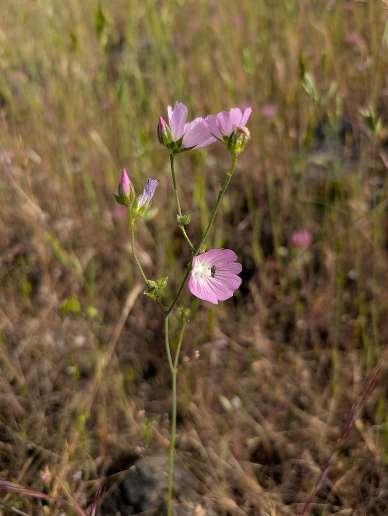 Valley Checkerbloom photo 5