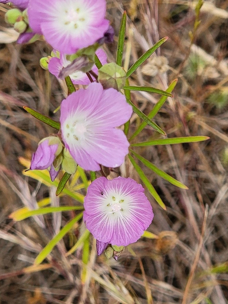 Valley Checkerbloom photo 6