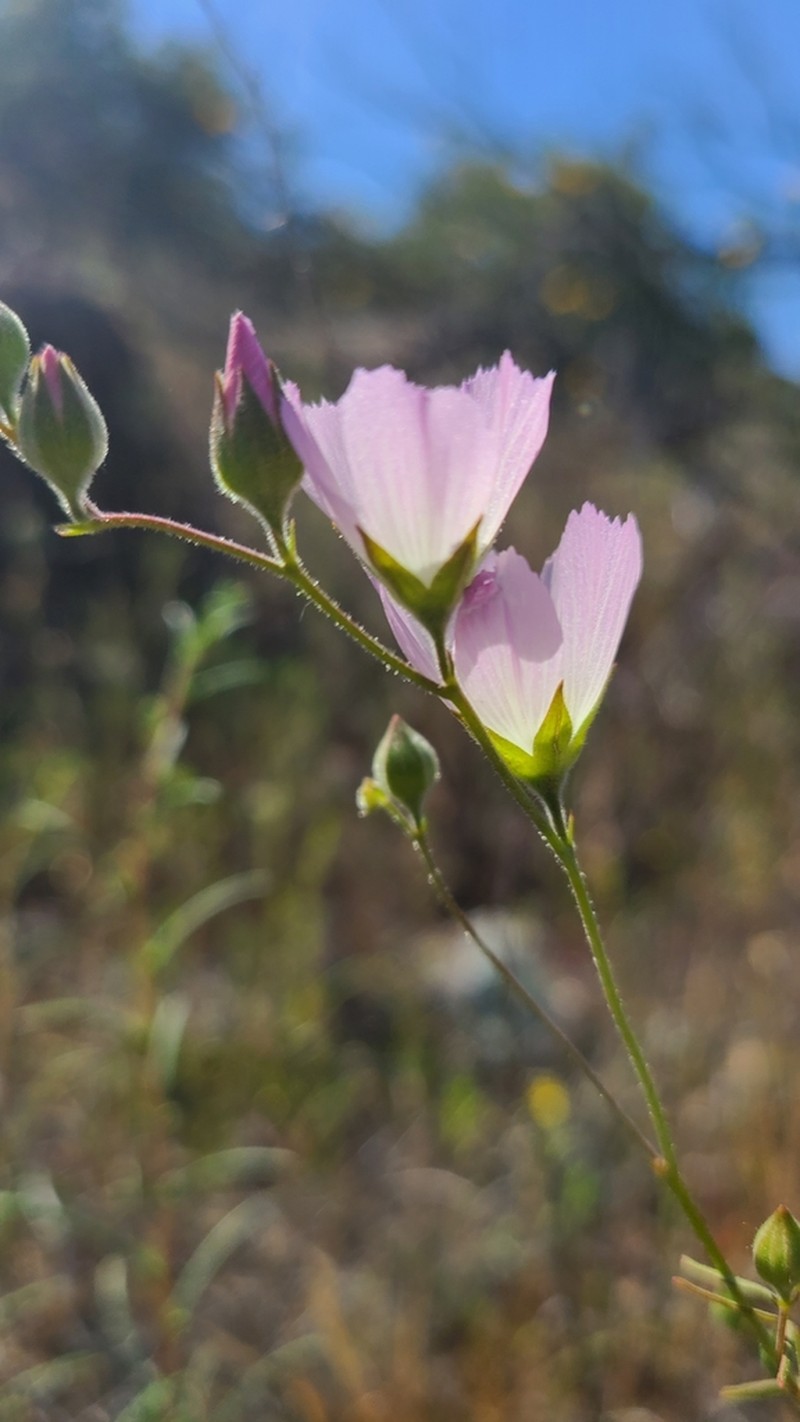 Valley Checkerbloom photo 7