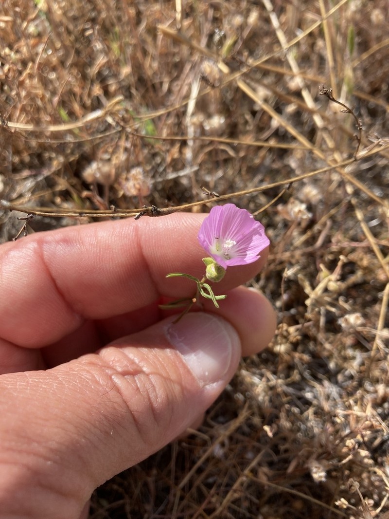 Valley Checkerbloom photo 8