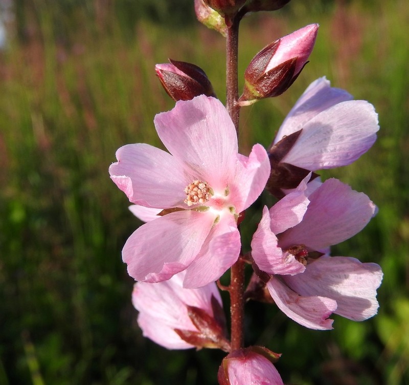 Henderson's Checkerbloom photo 2