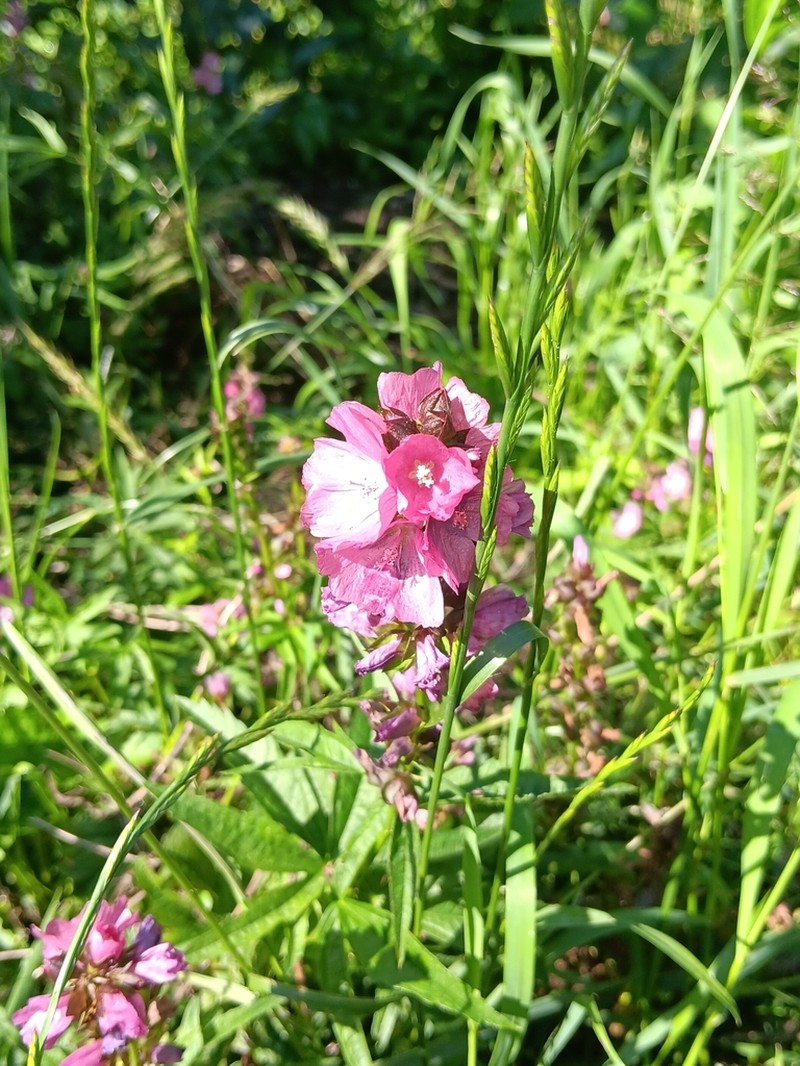 Henderson's Checkerbloom photo 3
