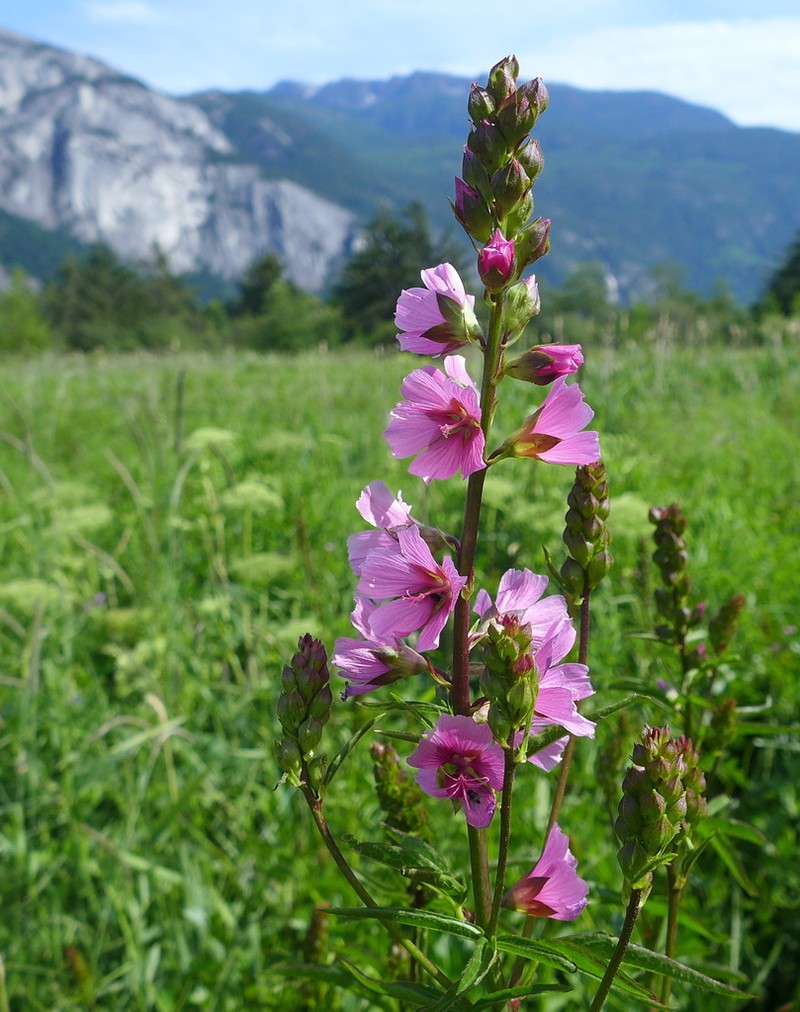 Henderson's Checkerbloom photo 4