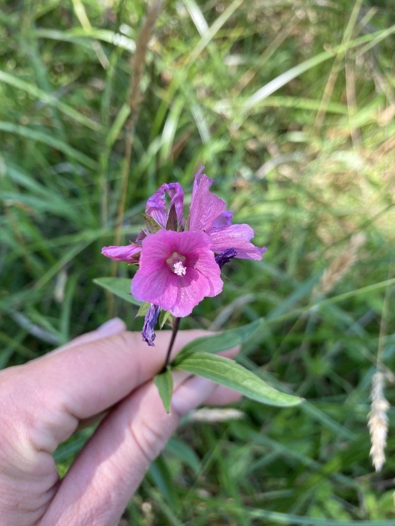 Henderson's Checkerbloom photo 5