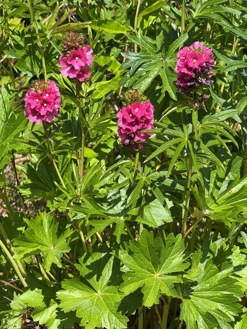 Henderson's Checkerbloom photo 7