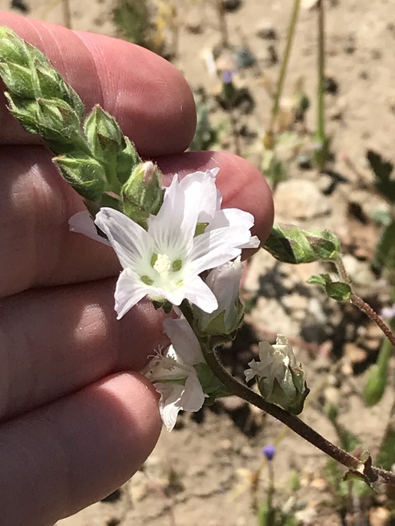 Chaparral Checkerbloom photo 2