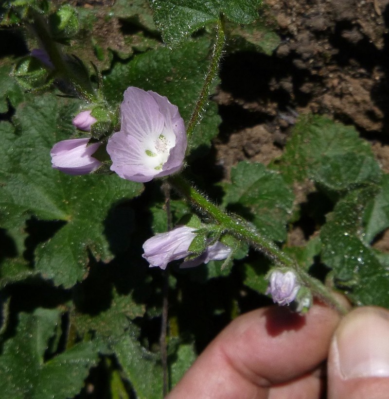Chaparral Checkerbloom photo 3