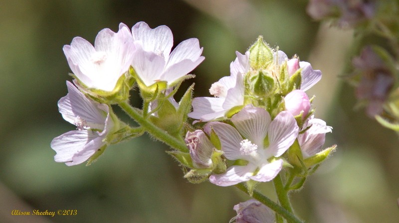 Chaparral Checkerbloom photo 4