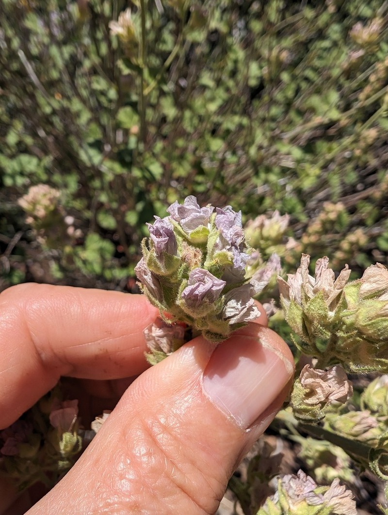 Chaparral Checkerbloom photo 5