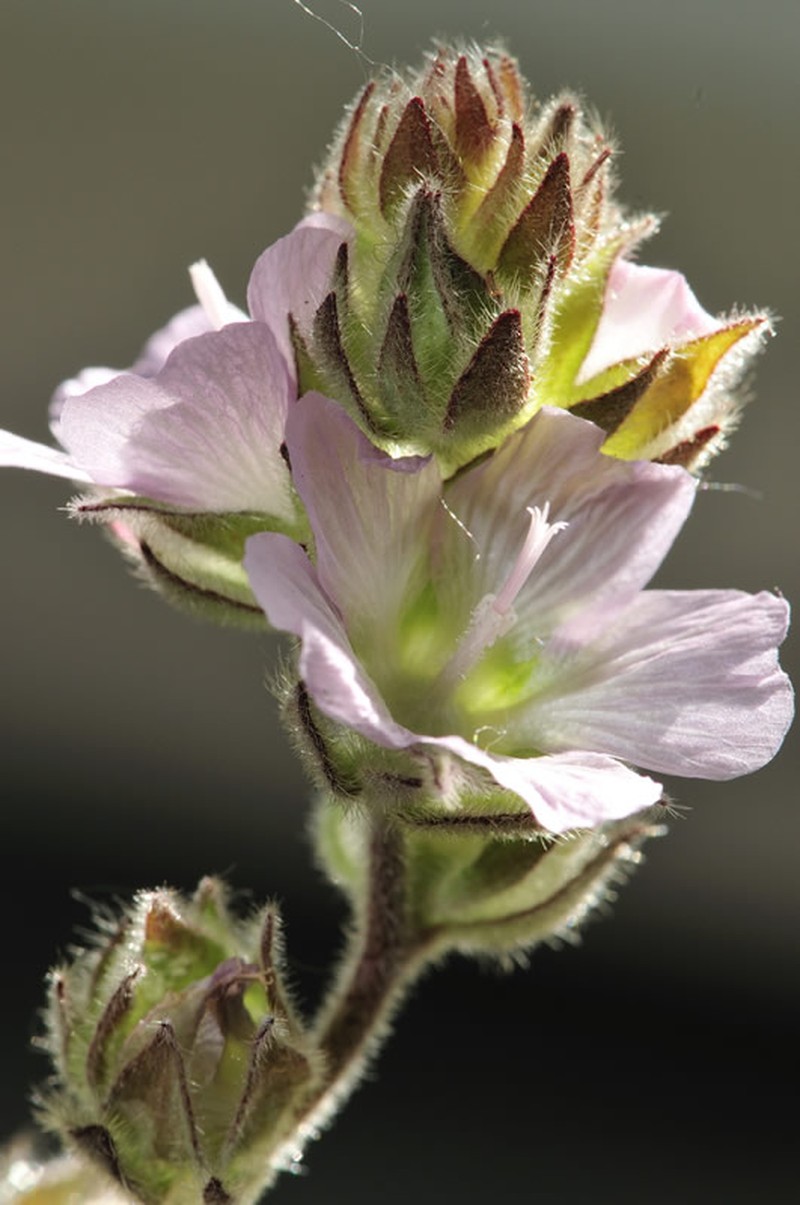 Chaparral Checkerbloom