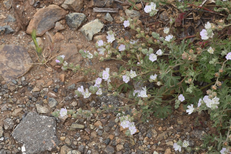 Sidalcea hickmanii subsp. anomala