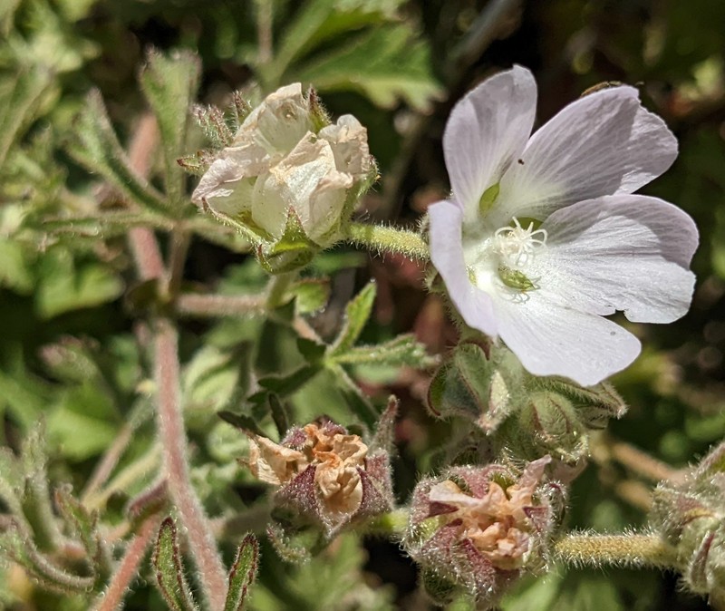 Sidalcea hickmanii subsp. anomala photo 2