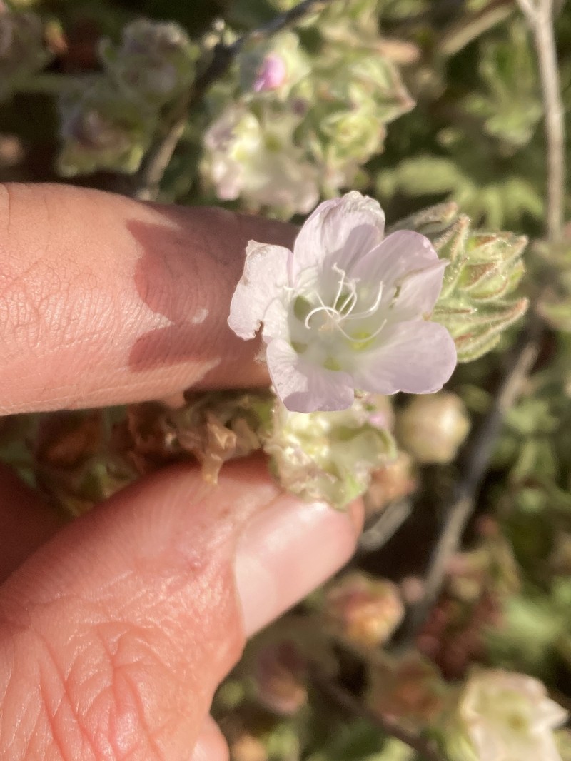 Sidalcea hickmanii subsp. anomala photo 3