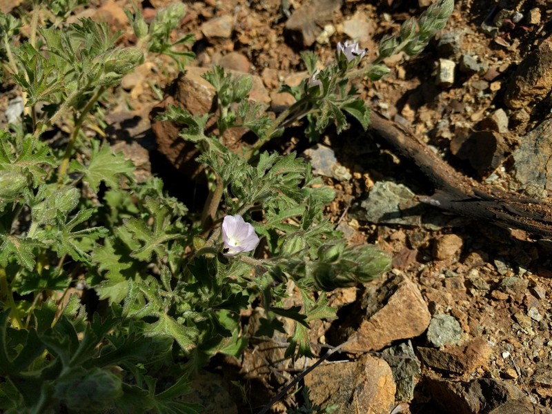 Sidalcea hickmanii subsp. anomala photo 4
