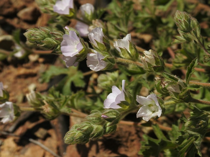 Sidalcea hickmanii subsp. anomala photo 5