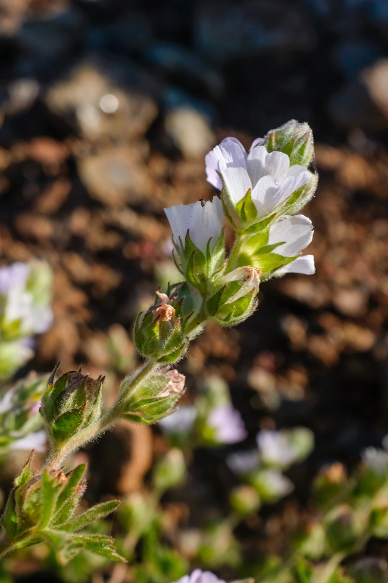 Sidalcea hickmanii subsp. anomala photo 6