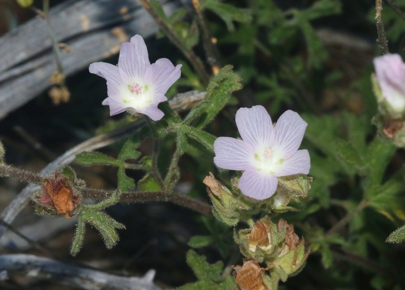 Sidalcea hickmanii subsp. anomala photo 7