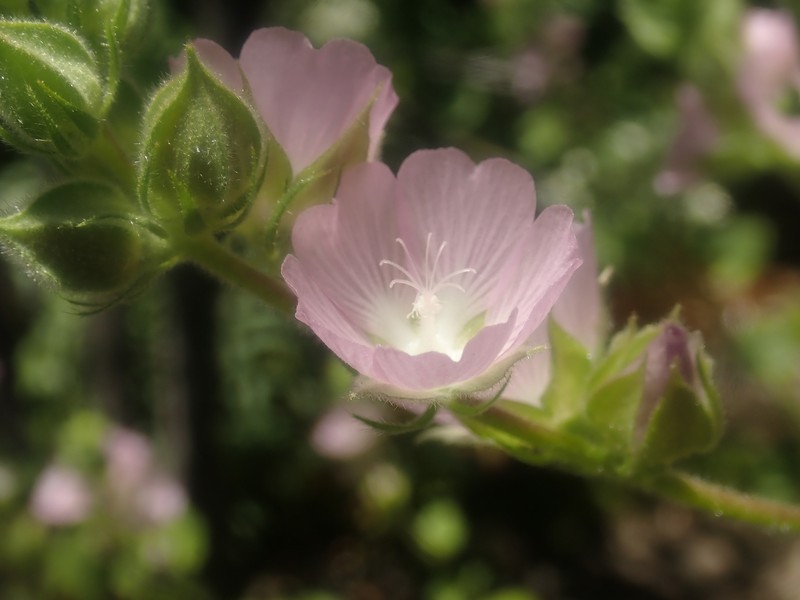 Sidalcea hickmanii subsp. hickmanii
