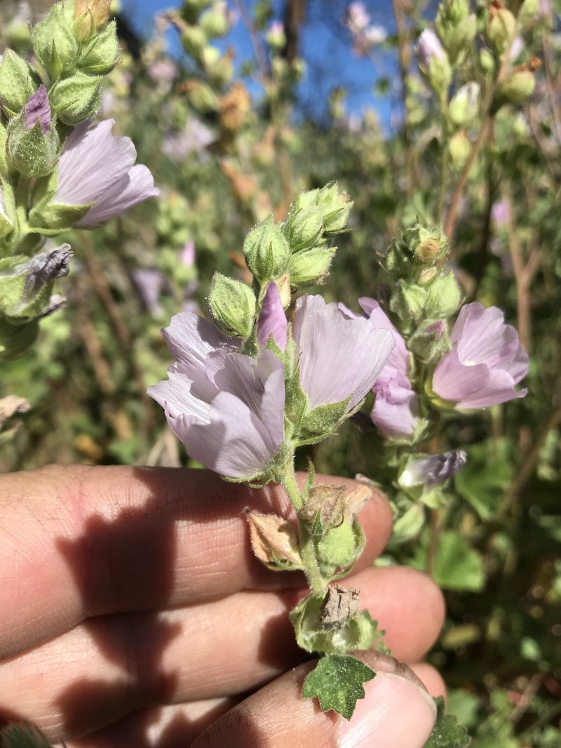 Sidalcea hickmanii subsp. hickmanii photo 2