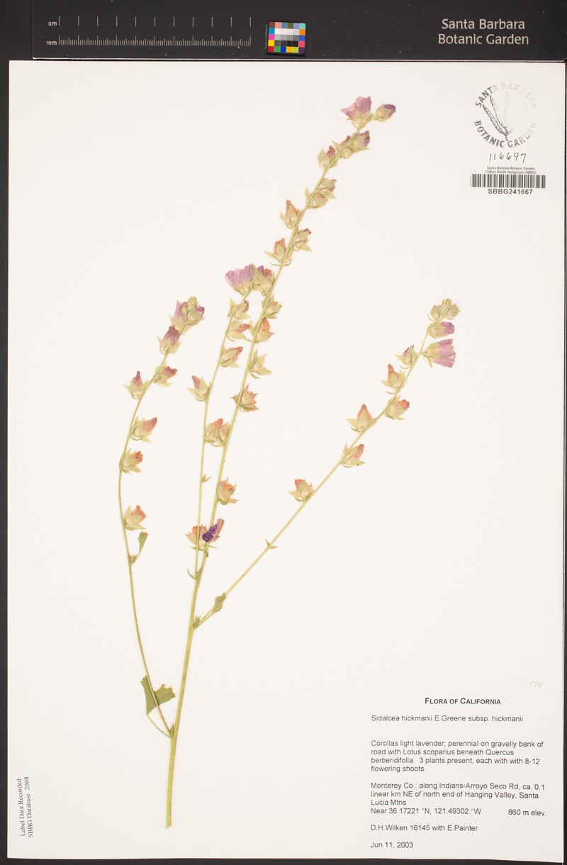 Sidalcea hickmanii subsp. hickmanii photo 8