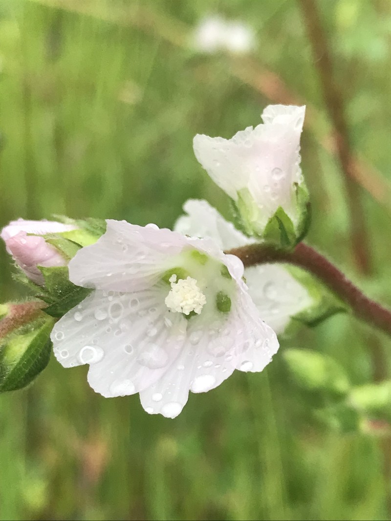 Sidalcea hickmanii subsp. napensis