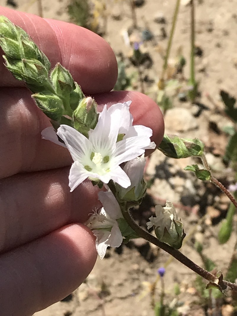 Sidalcea hickmanii subsp. napensis photo 2