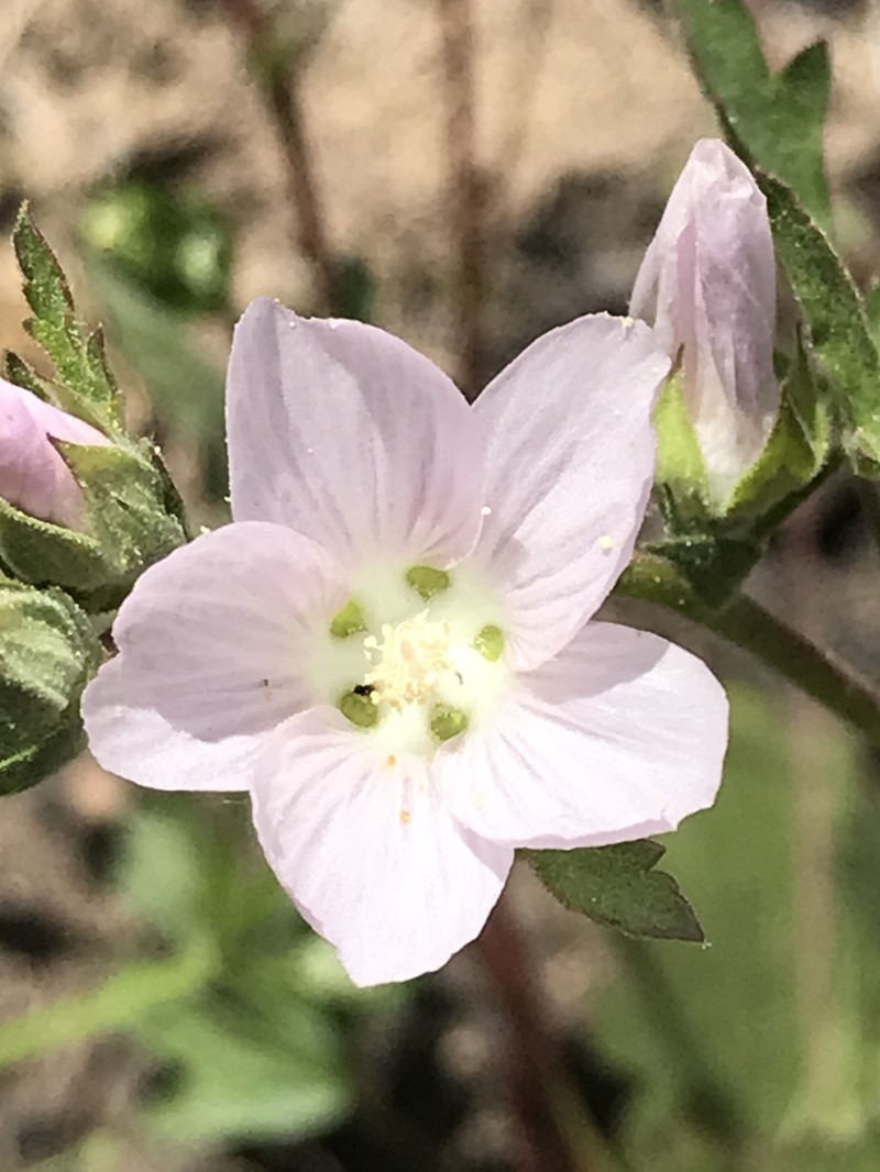Sidalcea hickmanii subsp. napensis photo 3