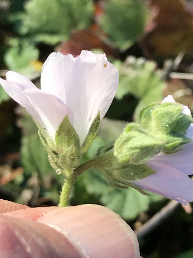 Sidalcea hickmanii subsp. napensis photo 4