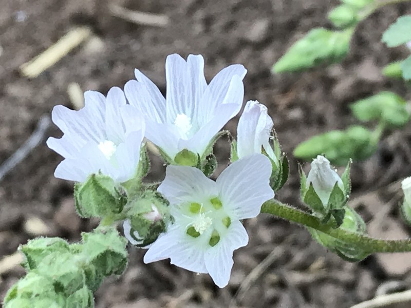Sidalcea hickmanii subsp. napensis photo 5