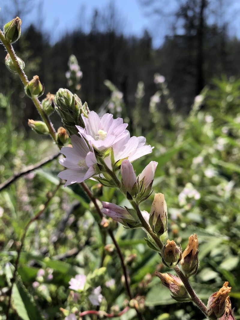 Sidalcea hickmanii subsp. napensis photo 6