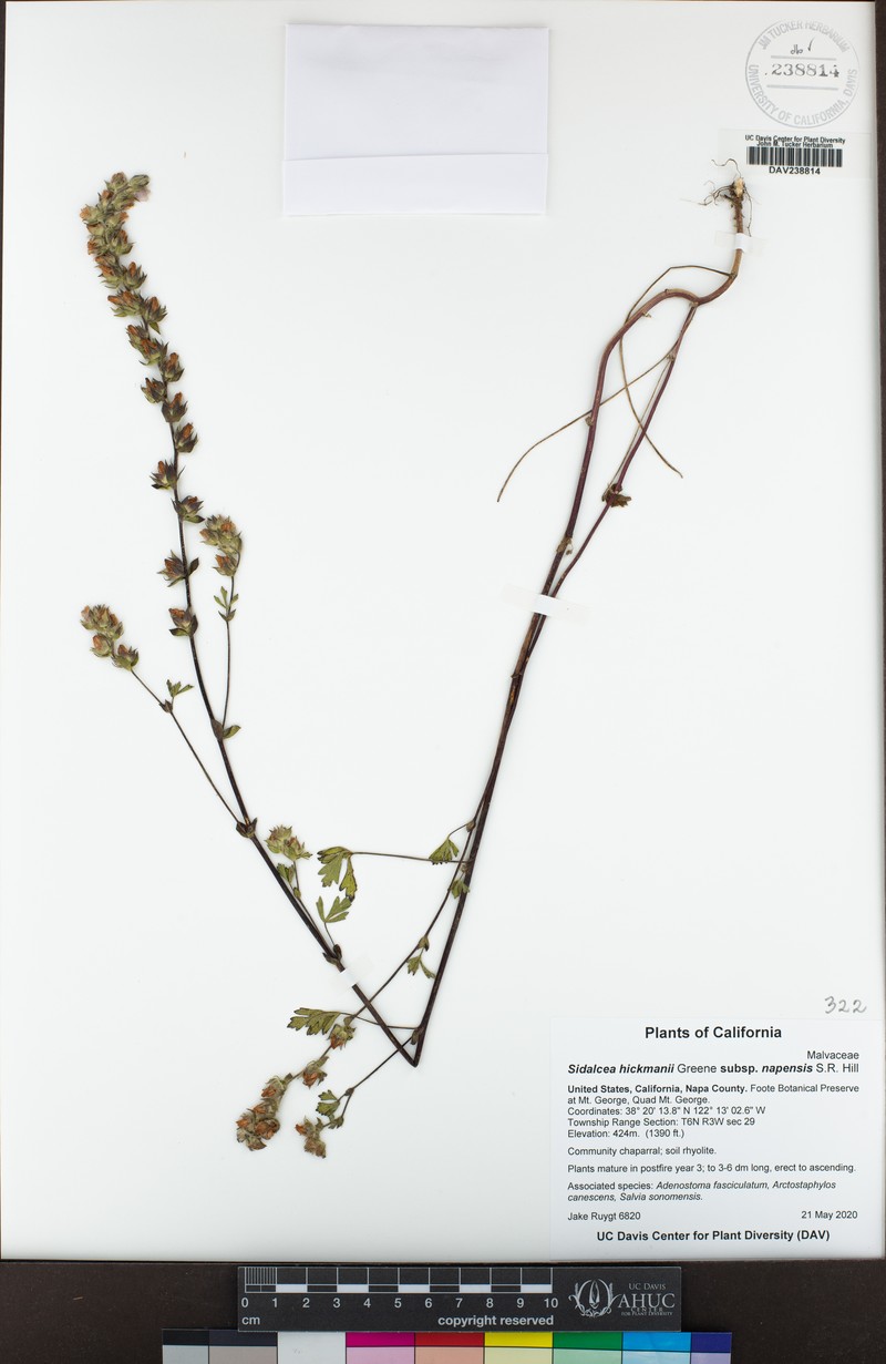 Sidalcea hickmanii subsp. napensis photo 7
