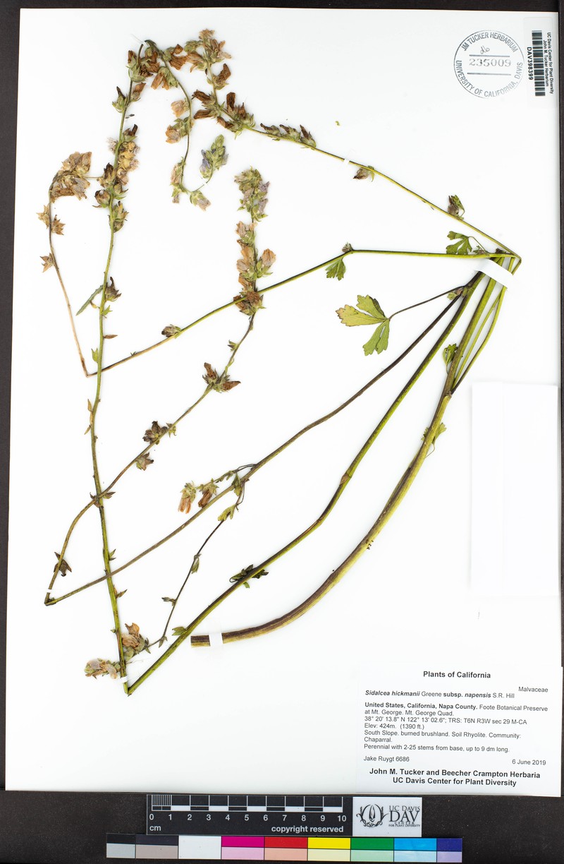 Sidalcea hickmanii subsp. napensis photo 8