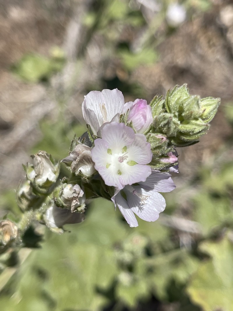 Sidalcea hickmanii subsp. parishii photo 3