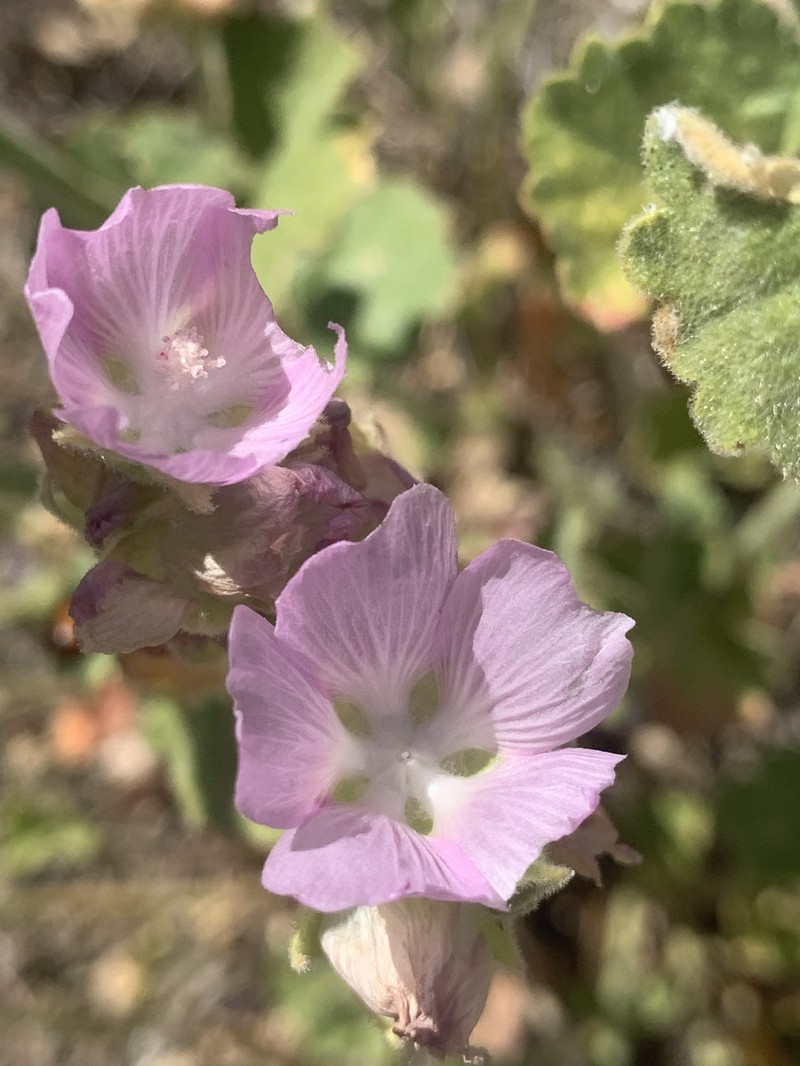 Sidalcea hickmanii subsp. parishii photo 4