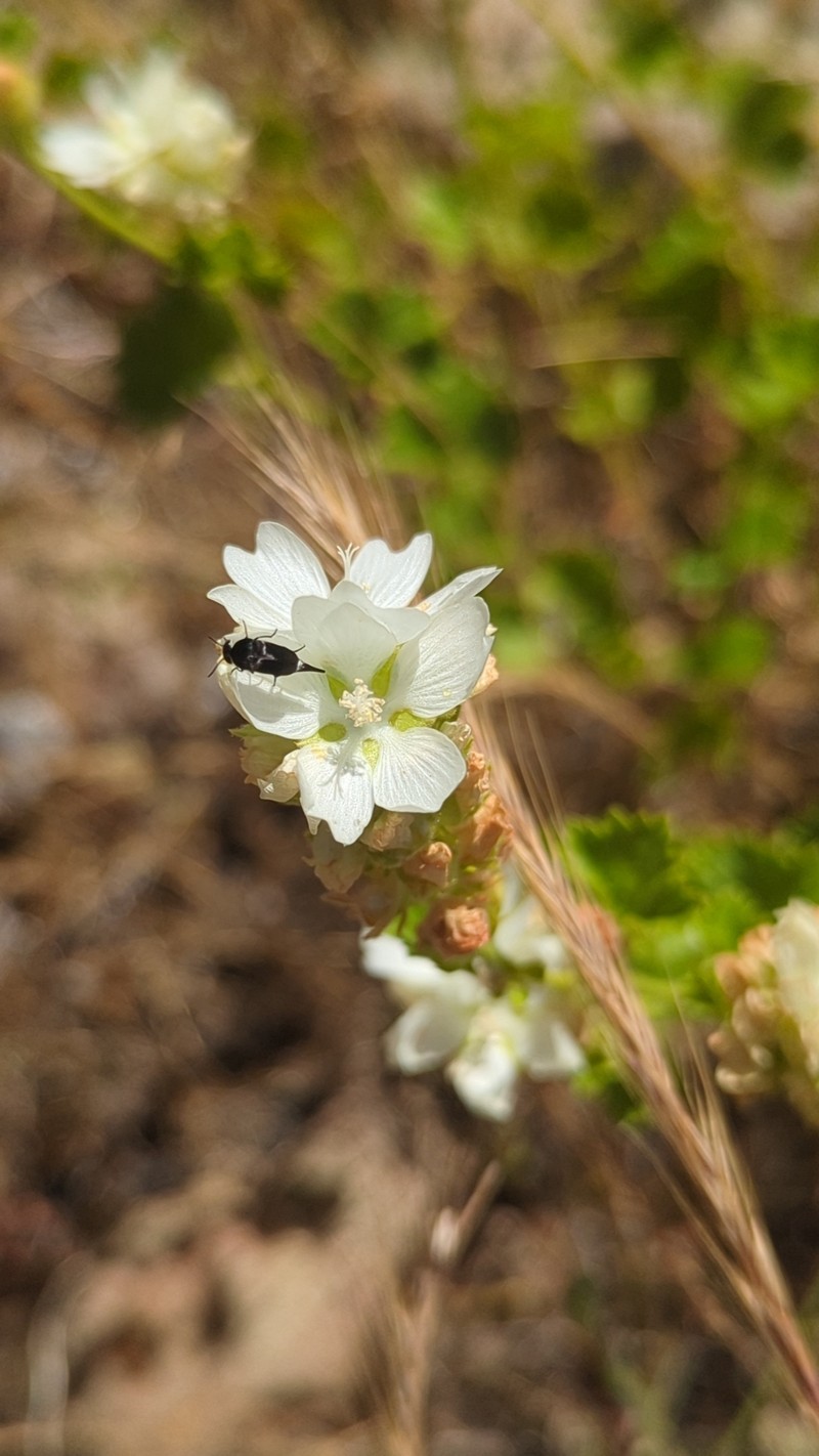 Sidalcea hickmanii subsp. petraea