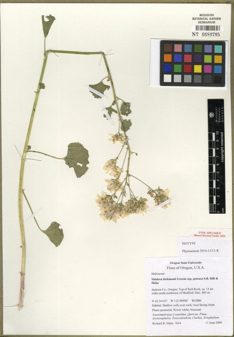 Sidalcea hickmanii subsp. petraea photo 2