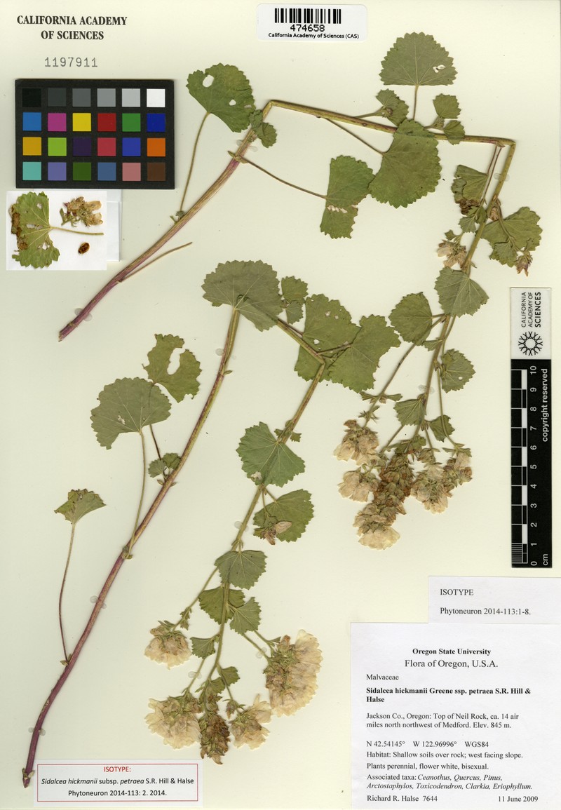 Sidalcea hickmanii subsp. petraea photo 3
