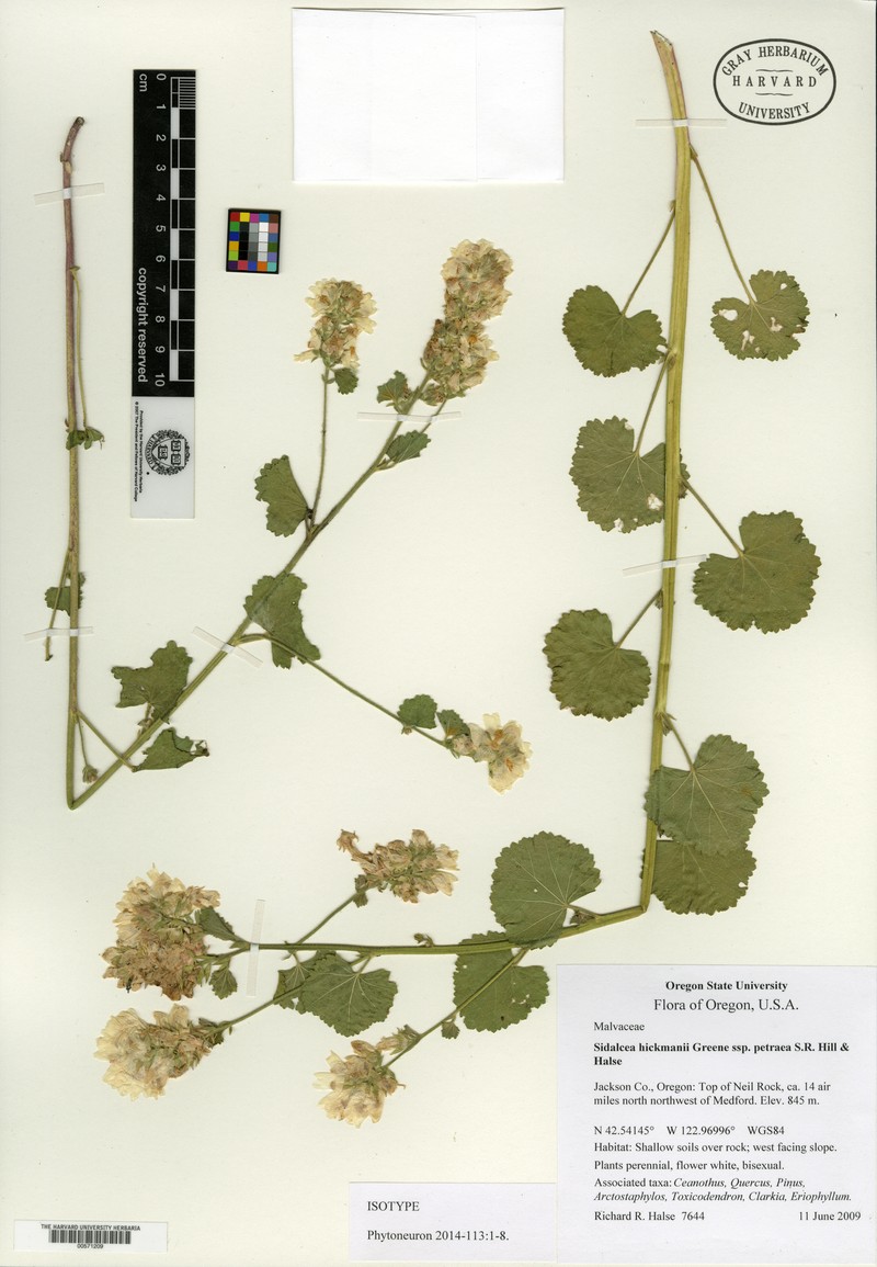 Sidalcea hickmanii subsp. petraea photo 4