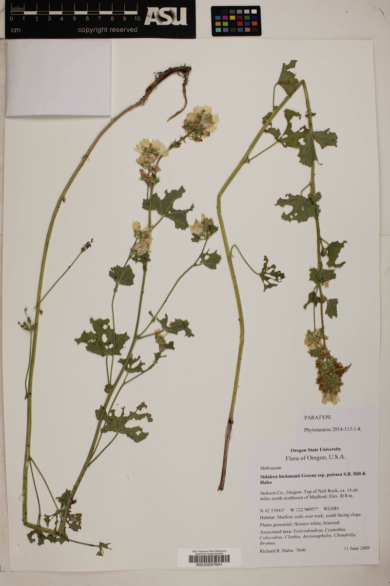 Sidalcea hickmanii subsp. petraea photo 5