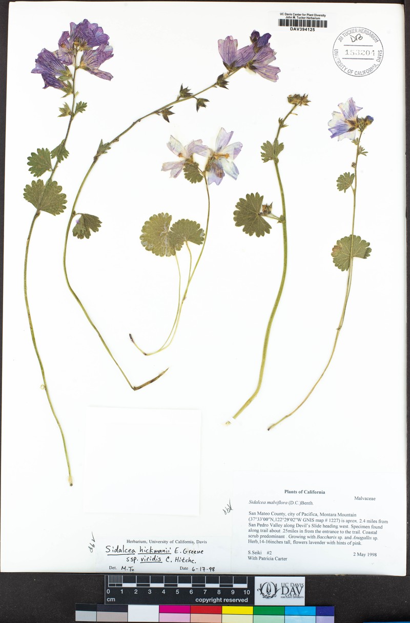 Sidalcea hickmanii subsp. viridis
