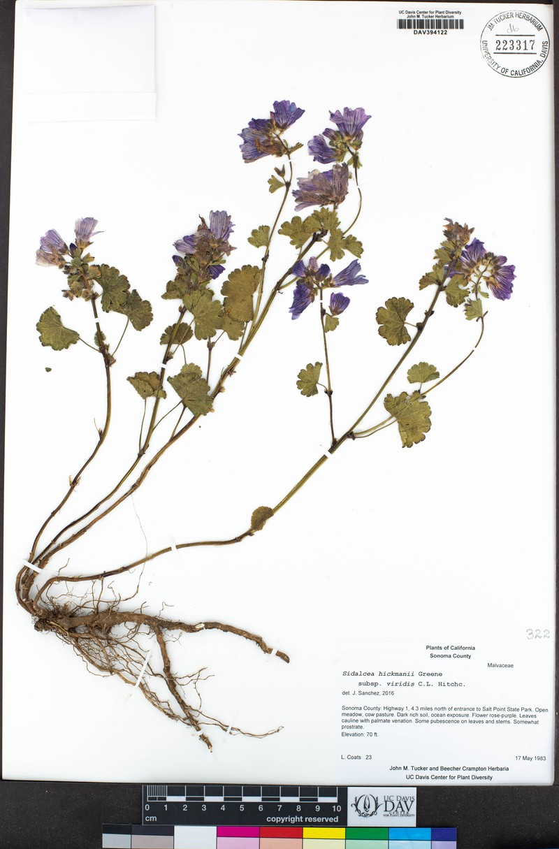 Sidalcea hickmanii subsp. viridis photo 2