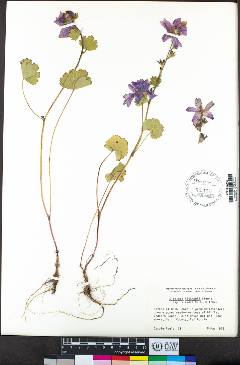 Sidalcea hickmanii subsp. viridis photo 3