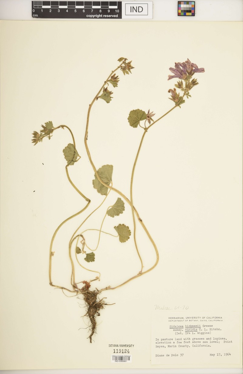 Sidalcea hickmanii subsp. viridis photo 4