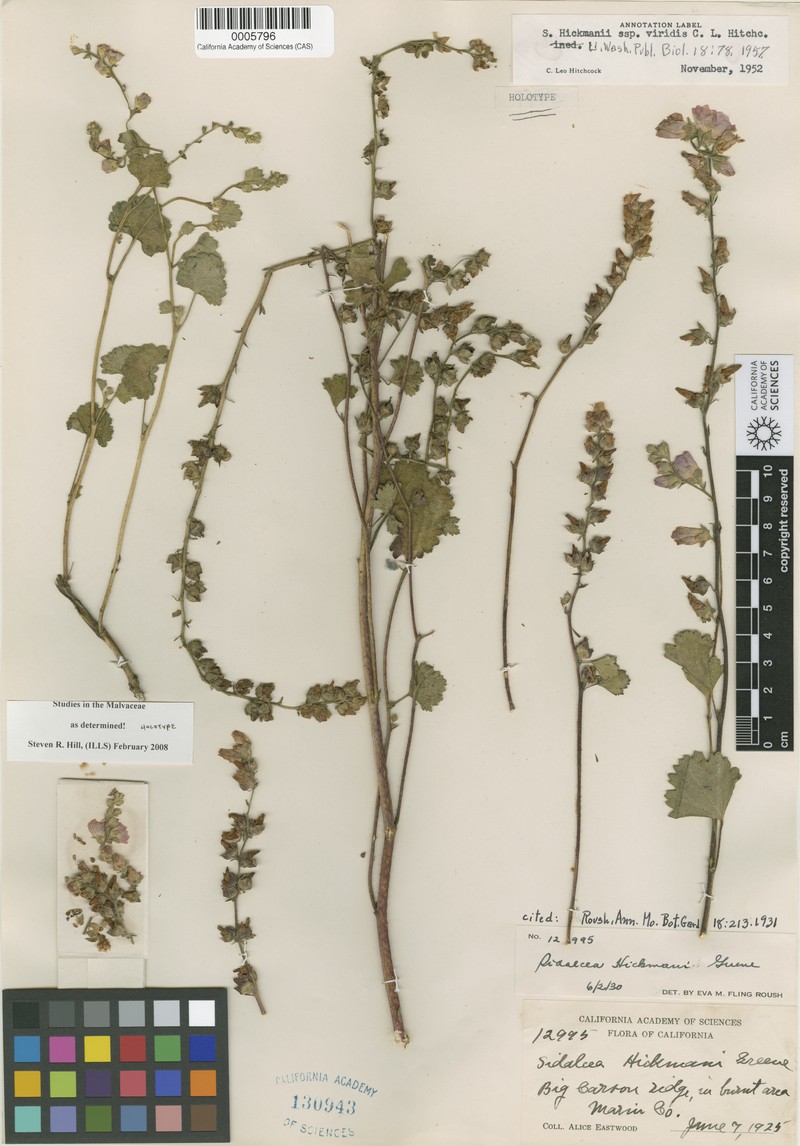 Sidalcea hickmanii subsp. viridis photo 5