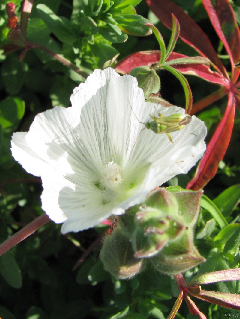 Hairy Checkerbloom photo 2