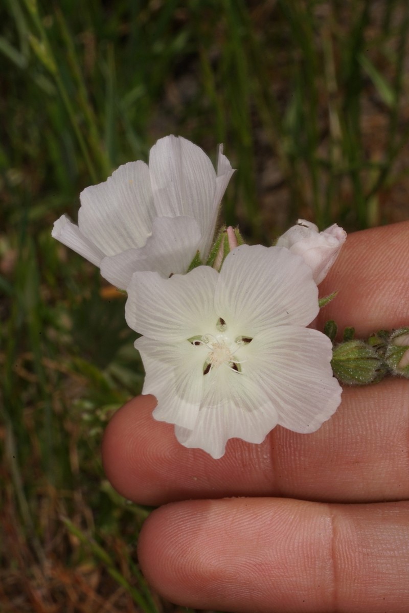 Hairy Checkerbloom photo 3