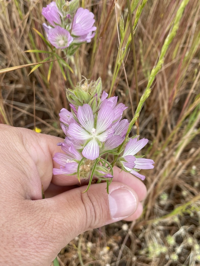 Hairy Checkerbloom photo 4