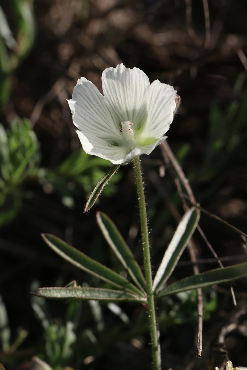 Hairy Checkerbloom photo 5