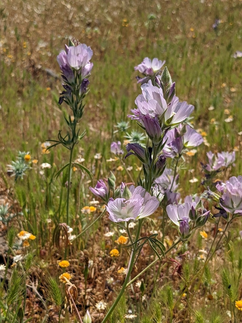 Hairy Checkerbloom photo 7